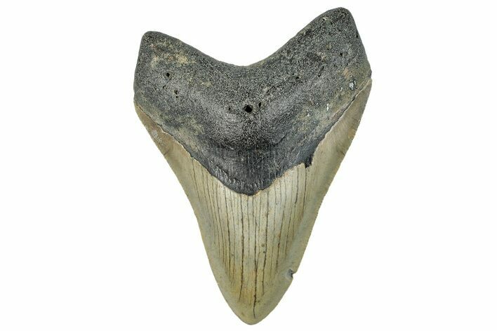 Serrated, Fossil Megalodon Tooth - North Carolina #295087